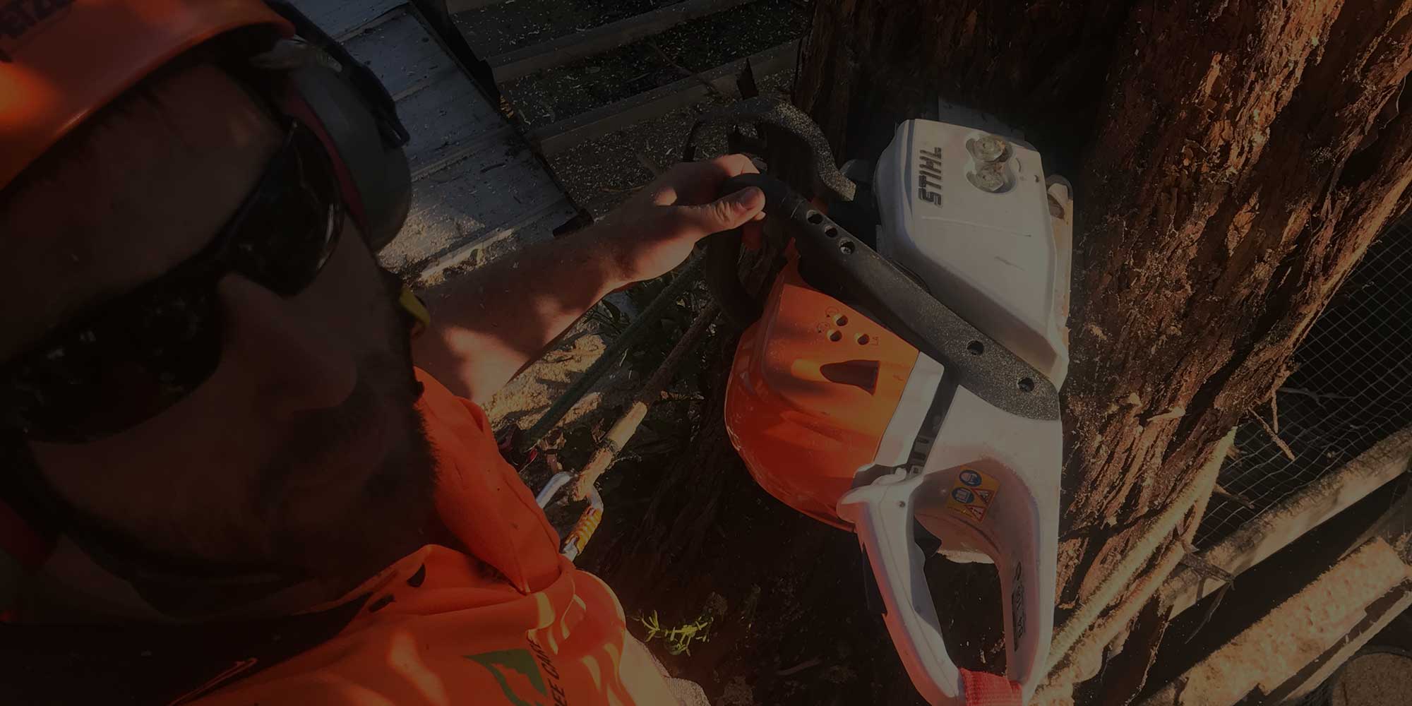 Matt Collis arborist