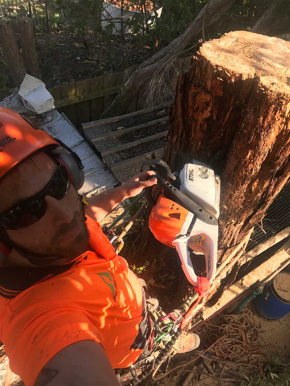 Tree removal