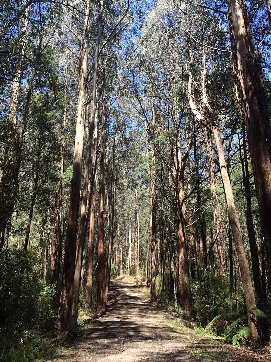 Emergency tree service Ballarat
