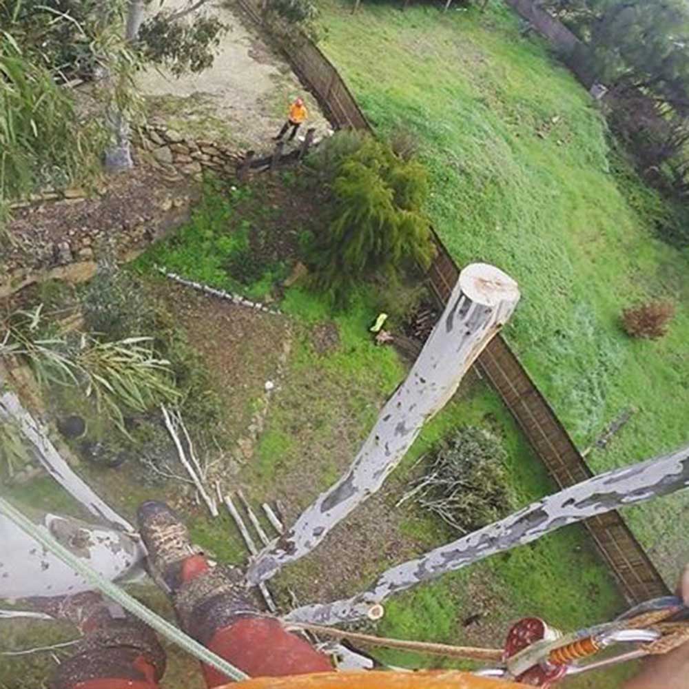 Professional results